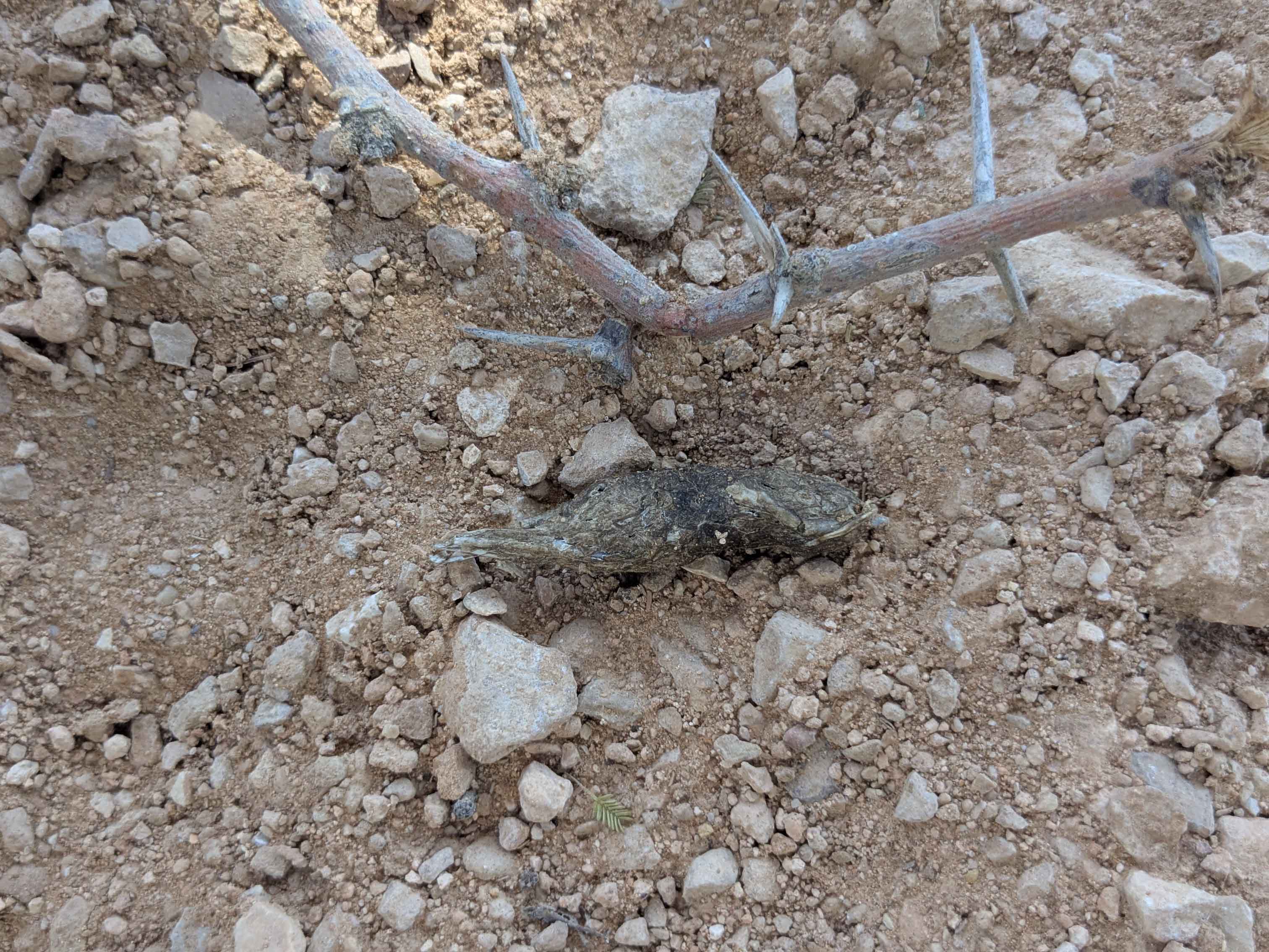 Red Fox Scat Oman